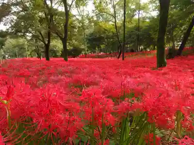 高麗神社(埼玉県)