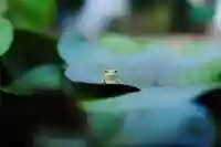 浄土寺(兵庫県)