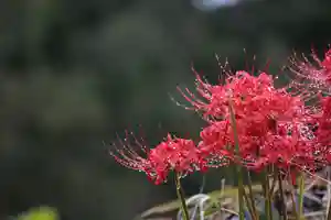 国宝 大法寺の自然(2020年09月27日(日) 17時37分39秒投稿)