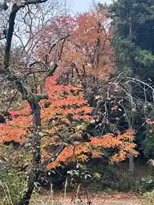 国上寺(新潟県)(2025年11月22日(土) 13時41分13秒投稿)