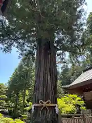 北口本宮冨士浅間神社(山梨県)