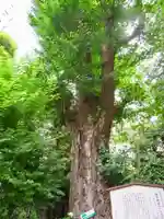 雉子神社の自然