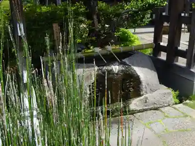 妙蓮寺の手水舎