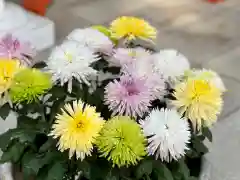 麻布氷川神社の自然