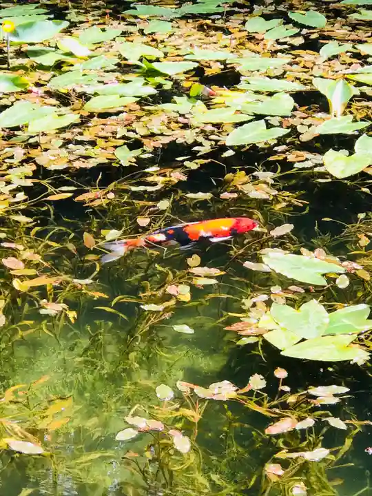 根道神社の動物