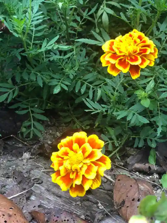 木舟山 順教寺(広島県)
