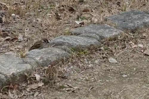 豊國神社の動物