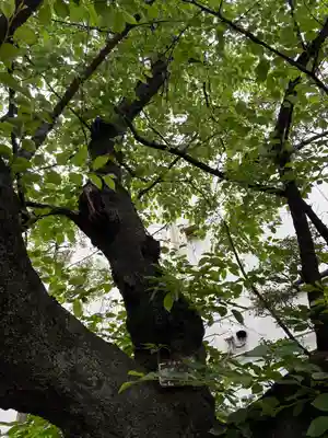 猿江神社(東京都)