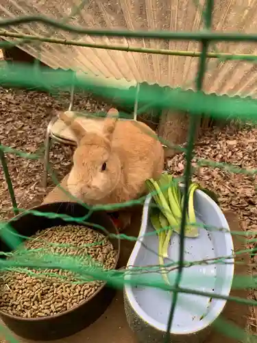 太子堂八幡神社の動物
