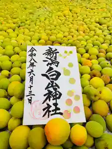 白山神社の御朱印 2026年06月01日(月)〜(2026年06月14日(日) 17時14分44秒投稿)