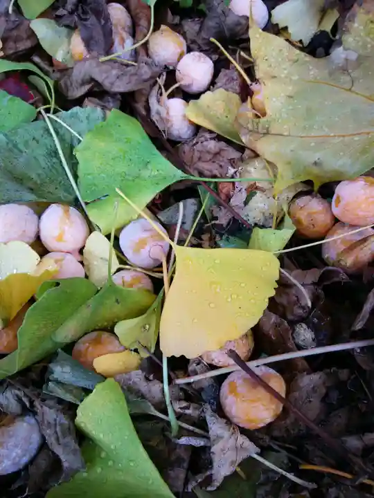 札幌諏訪神社の自然
