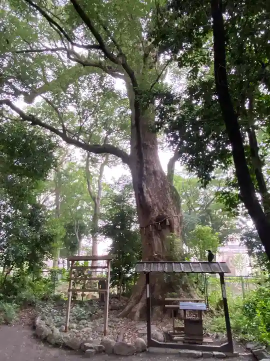 高座結御子神社(熱田神宮摂社)の自然