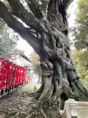 大杉神社(茨城県)