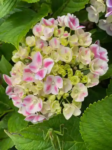 二本松寺の自然