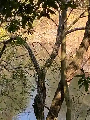 窪八幡宮の自然