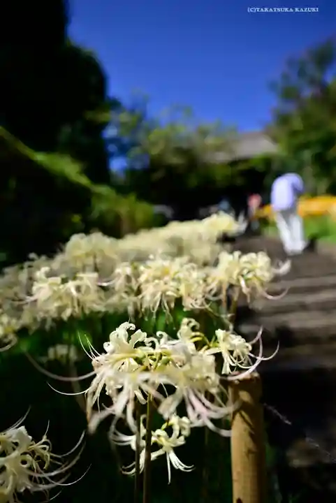 横浜 西方寺の自然