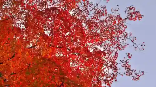 大田神社（賀茂別雷神社境外摂社）の自然