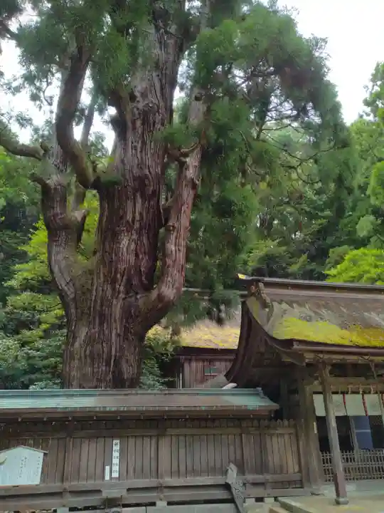 若狭彦神社(上社)(福井県)