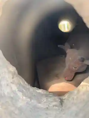 三室戸寺の狛犬