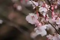 鹿島大神宮の自然