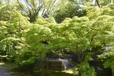 廬山寺（廬山天台講寺）の自然