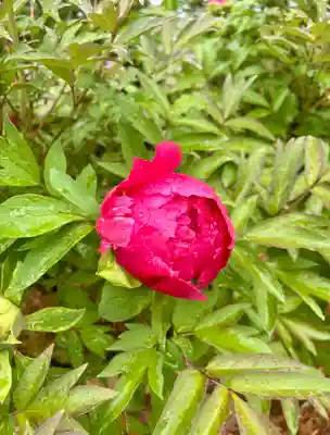蚊里田八幡宮(長野県)