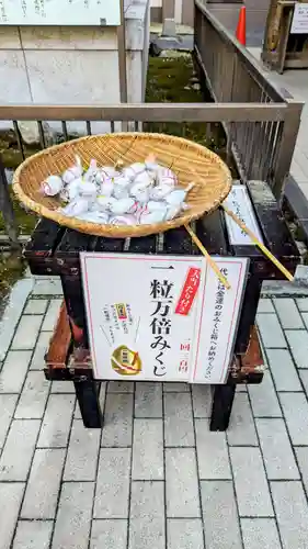 柏神社のおみくじ