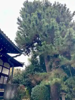 臨江寺の{uncategorized: "未分類", other: "その他", undefined: "問題あり", building: "その他建物", grave: "お墓", sacred_gate: "鳥居", guardian: "狛犬", statue: "像", buddha: "仏像", history: "歴史", nature: "自然", garden: "庭園", animal: "動物", pagoda: "塔", temizu: "手水舎", mountain_gate: "山門・神門", sanctuary: "本殿・本堂", subordinate: "末社・摂社", art: "芸術", scenery: "景色", jizo: "地蔵", ema: "絵馬", goshuin: "御朱印", omikuji: "おみくじ", items: "授与品その他", amulet: "お守り", goshuincho: "御朱印帳", eats: "食事", festival: "お祭り", votive_dance: "神楽", shichigosan: "七五三参", wedding: "結婚式", experience: "体験その他", initially: "初詣", around: "周辺", anti_infection: "感染症対策"}