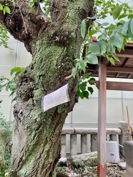 子神社(神奈川県)