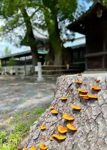 焼津神社(静岡県)