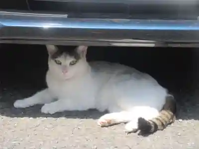 宗隆寺(神奈川県)