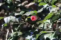 多賀神社の自然