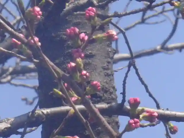 鶴岡八幡宮の自然