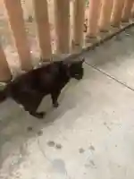 玉野御嶽神社(愛知県)