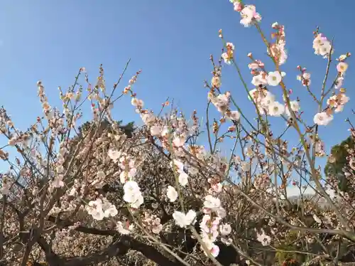 師岡熊野神社(神奈川県)