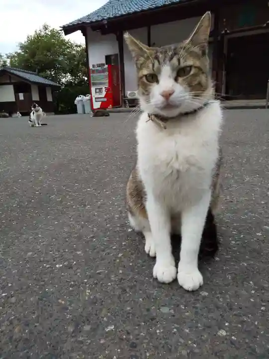 御誕生寺(猫寺)(福井県)