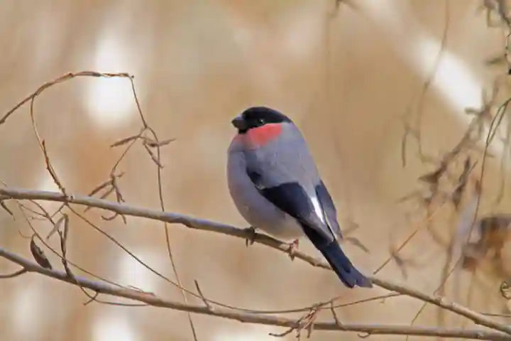 阿佐ヶ谷神明宮の動物