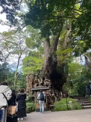 來宮神社(静岡県)