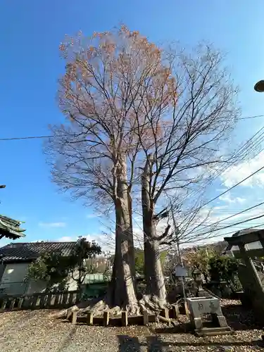 春日神社の自然