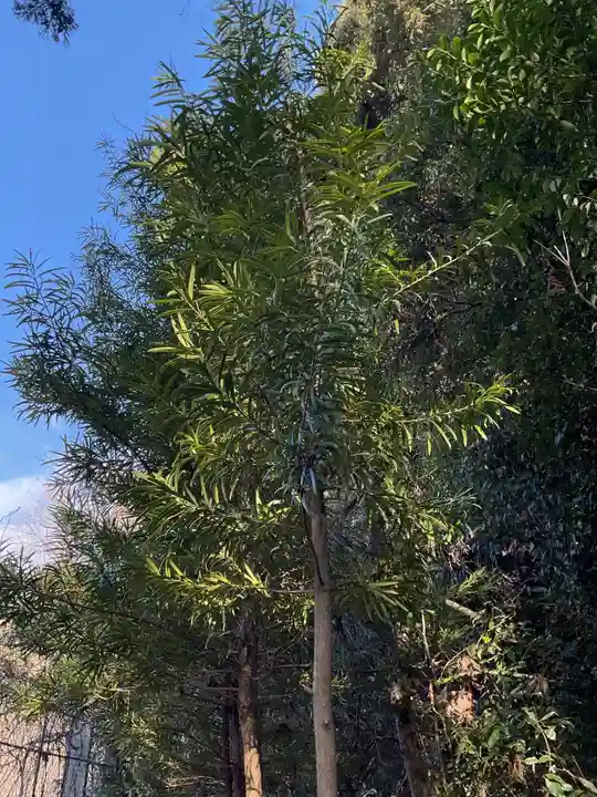 八幡神社(市之倉町)(岐阜県)