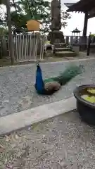 楽法寺（雨引観音）の動物