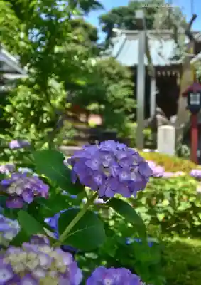 白山神社(東京都)