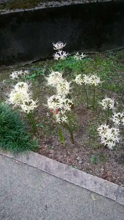 願掛け寺 香林寺の自然