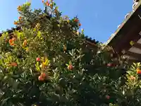 興福寺 南円堂の自然