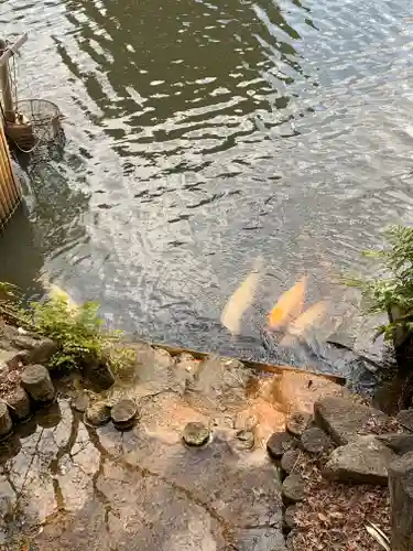生田神社の動物