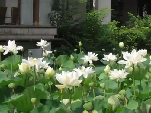 鶴岡八幡宮の自然