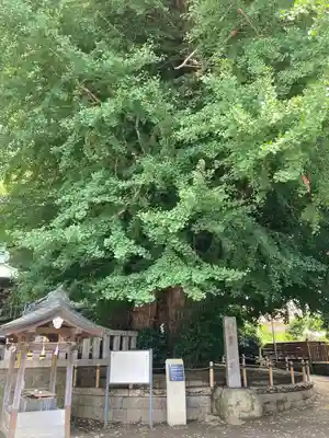 鶴嶺八幡宮(神奈川県)