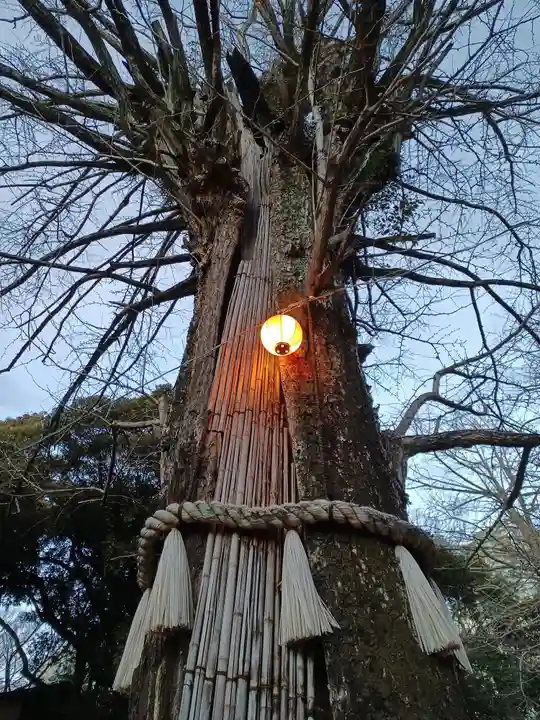 赤坂氷川神社の自然