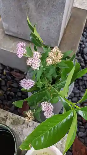 妙行寺(愛知県)