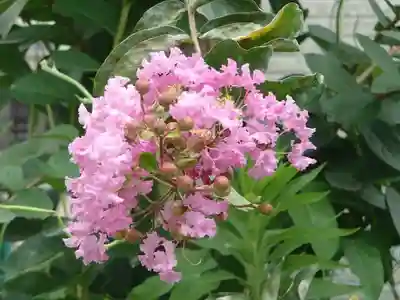 北野天満宮（七座下稲荷神社飛地）の自然